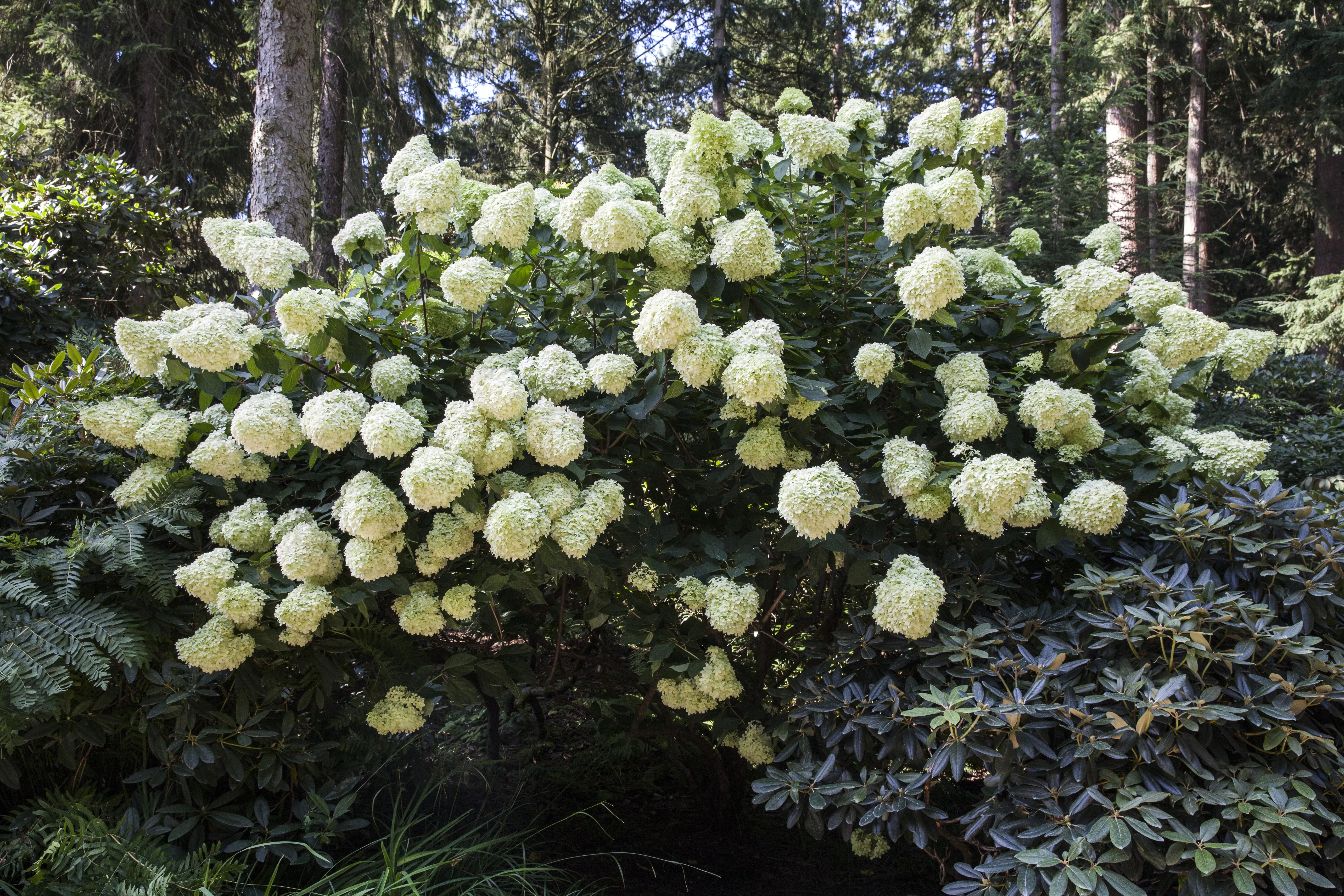 Hydrangea paniculata in Sorten