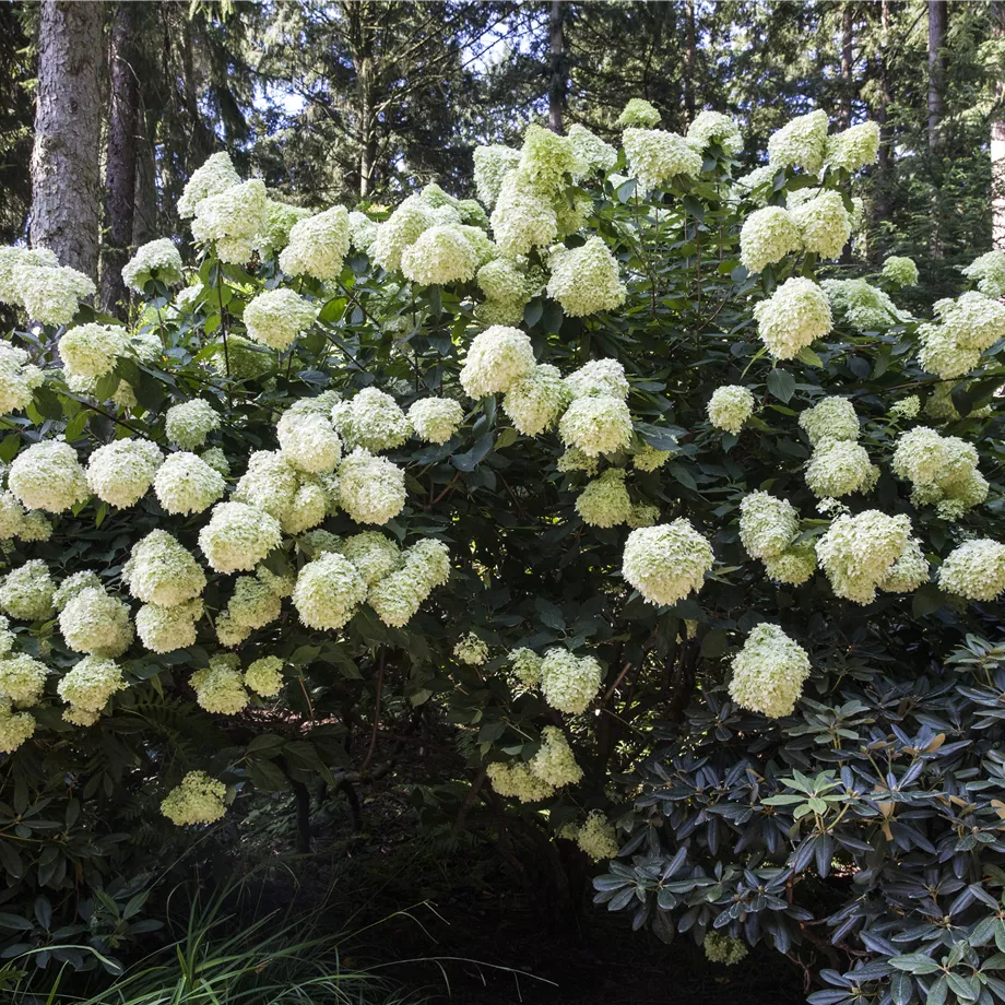 Hydrangea paniculata in Sorten