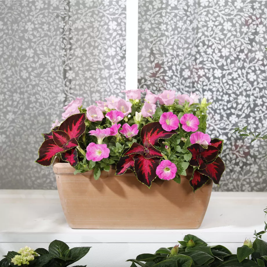 Die richtige Blumen-Kombination für den Balkon
