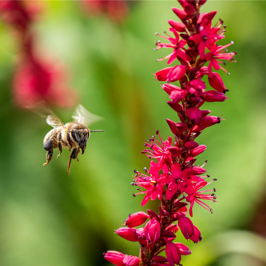 Bienenfreundliche Balkonpflanzen für Bienensnacks in der Stadt