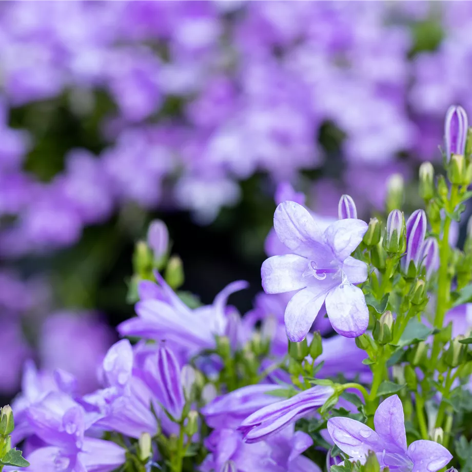 Winterharte Stauden für einen robusten und blühenden Garten