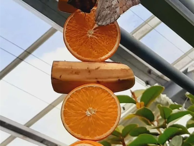 DIY Futterstange basteln