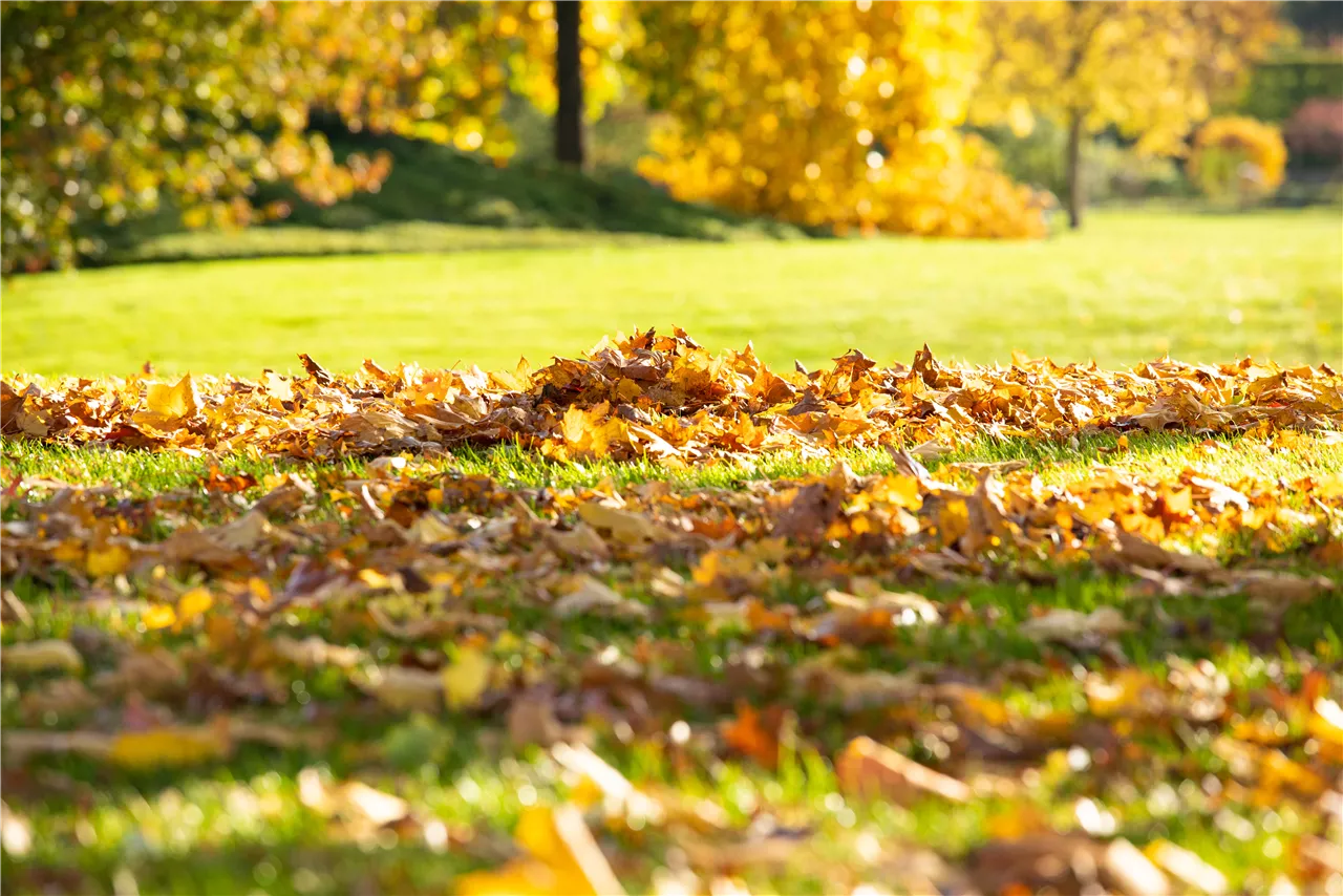 Gartenseminar "Richtige Herbst-Rasenpflege"