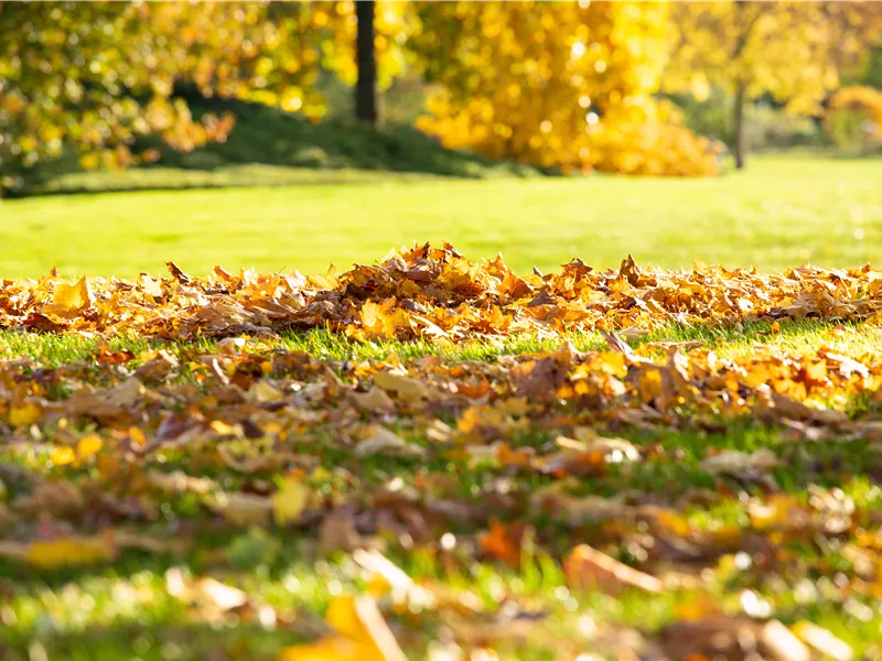 Gartenseminar "Richtige Herbst-Rasenpflege"