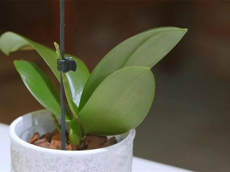 Komm zum "Orchideen-Umtopf-Tag"