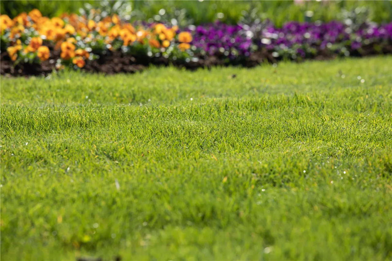Gartenseminar "Gesunder Rasen"