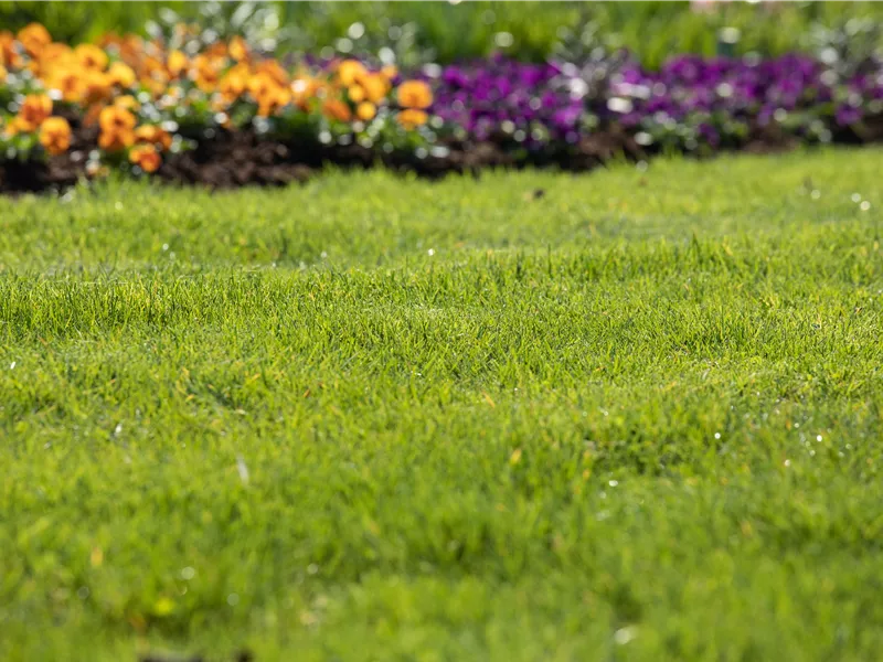 Gartenseminar "Gesunder Rasen"