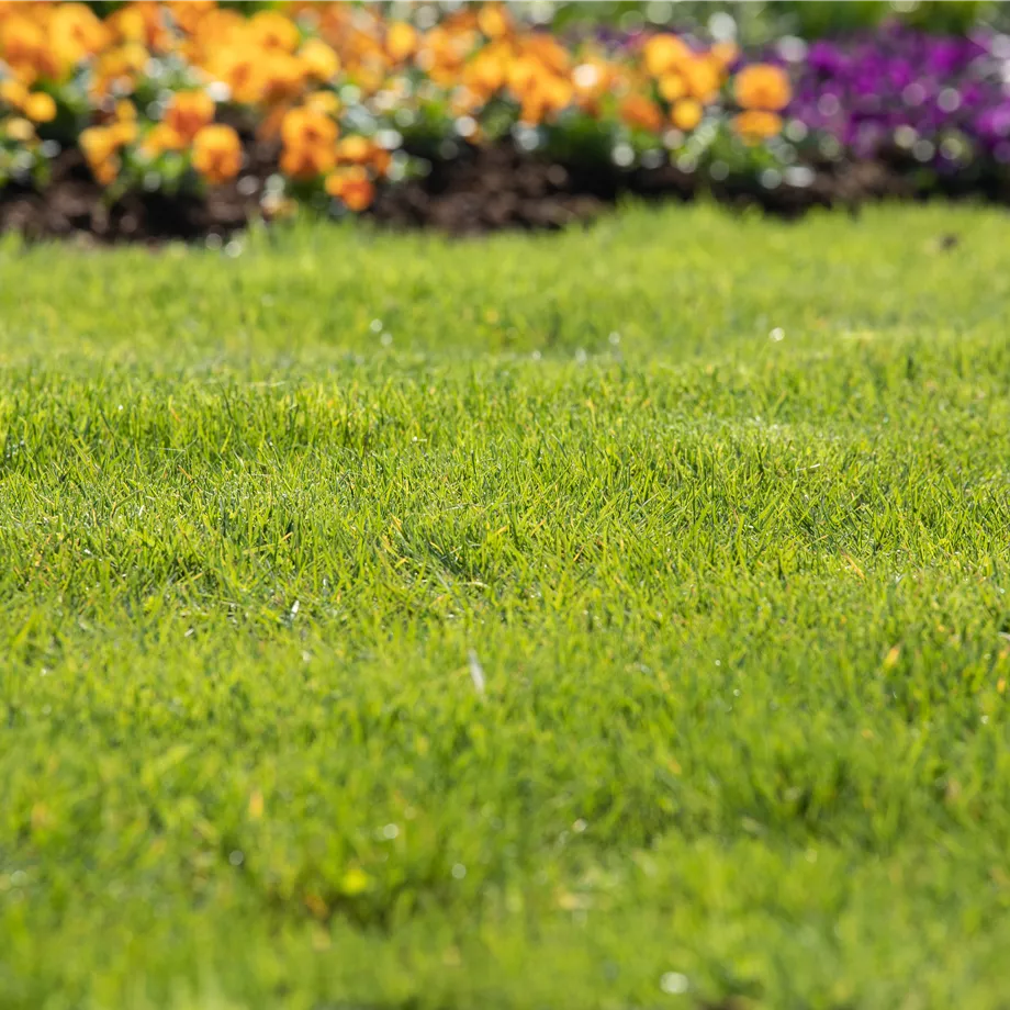 Gartenseminar "Gesunder Rasen"