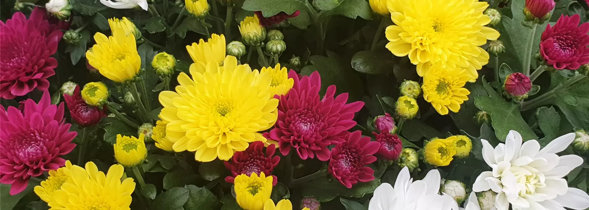 Chrysantheme mehrfarbig-0-0-4032-3024