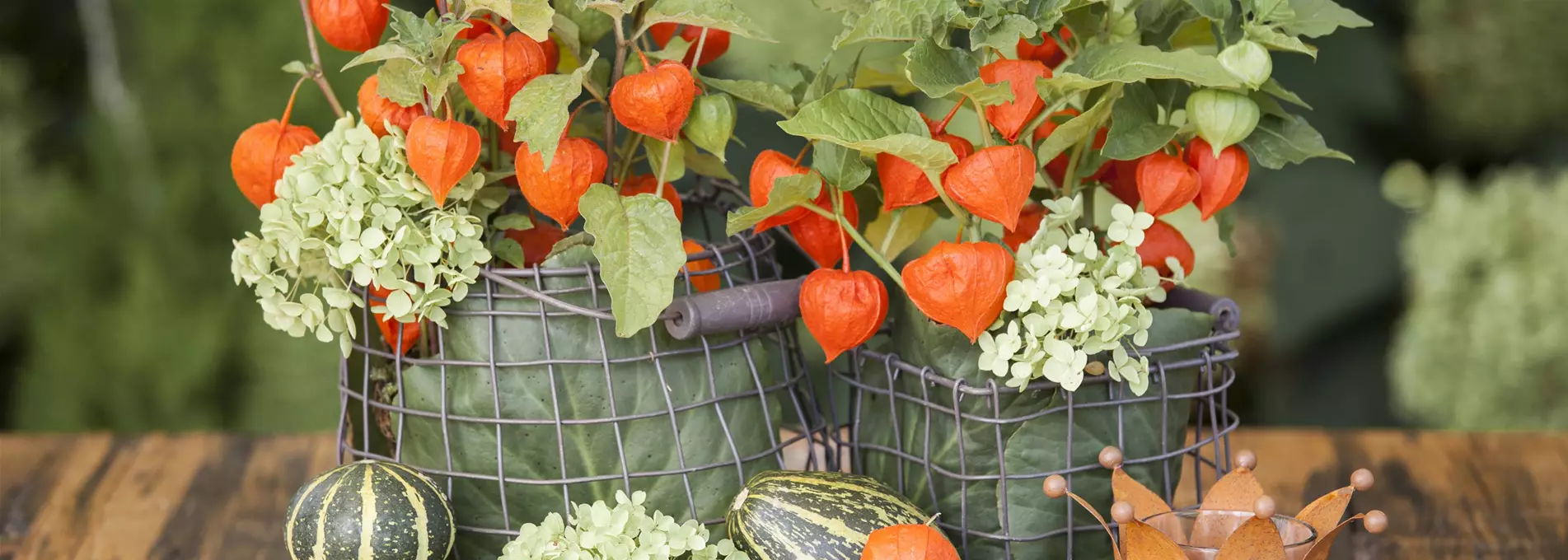 Physalis alkekengi